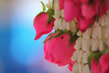 flowerの写真素材