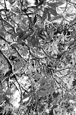 natureの写真素材