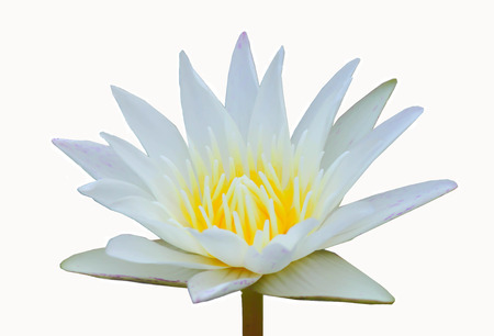 flowerの写真素材