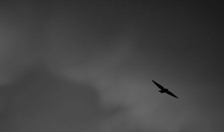 fly