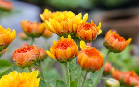 flowersの写真素材