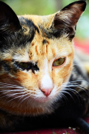 Ragdoll catの写真素材