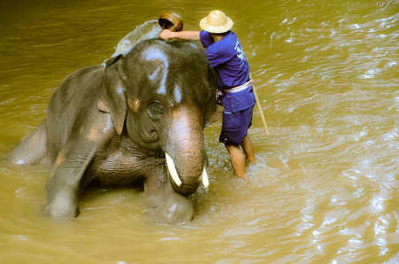 elephant waterのeditorial素材