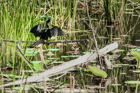 Bird splashes water