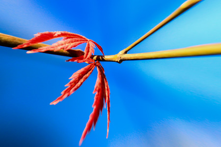 Maple leavesの写真素材