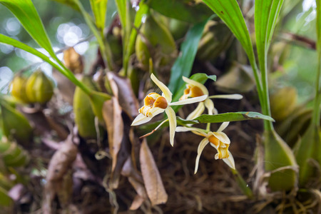 Orchid is beautifulの写真素材