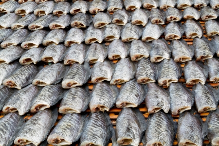 Rows of dry fish の写真素材