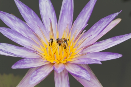 purple lotus and honey bee の写真素材