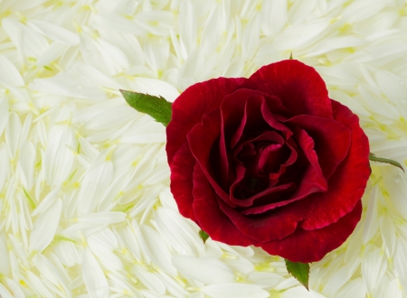 Red Rose on white petalsの写真素材