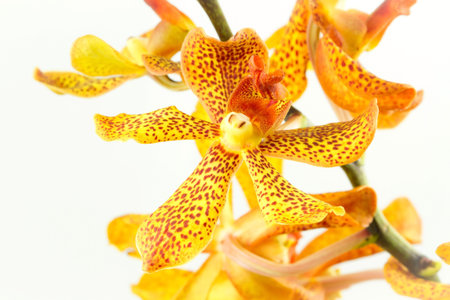 Yellow orchid on white background