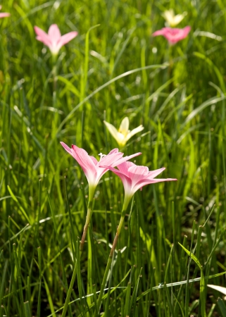Couple flower with blurred green の写真素材