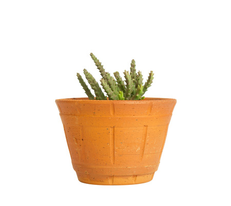 Plant in pot isolated on whiteの写真素材