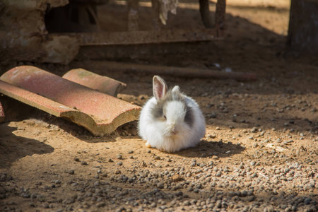 White rabbitの写真素材