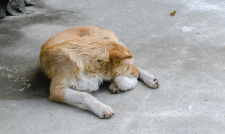 Thai dogs are sleepingの写真素材
