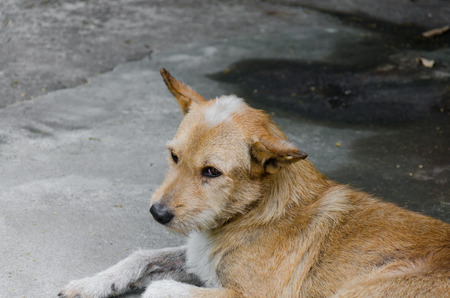 Thai dogs are lookingの写真素材