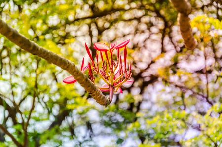Pink flowers in the parkの写真素材
