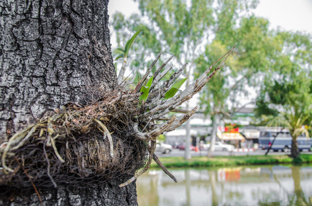 flower in the moat chaingmai thailandの写真素材
