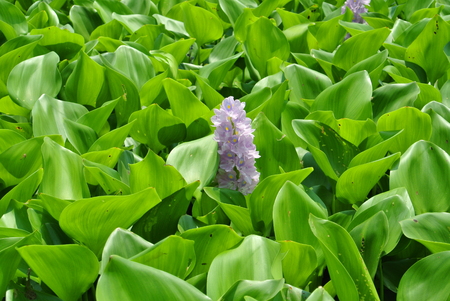 Water Hyacinthの写真素材
