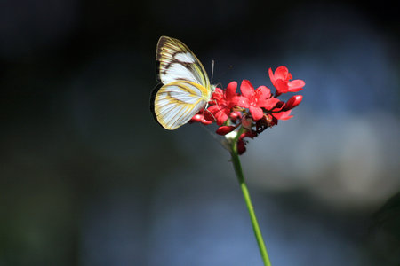 Butterfly on flower the striped albatrossの写真素材