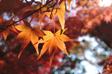 Red maple, Kyoto, Japan