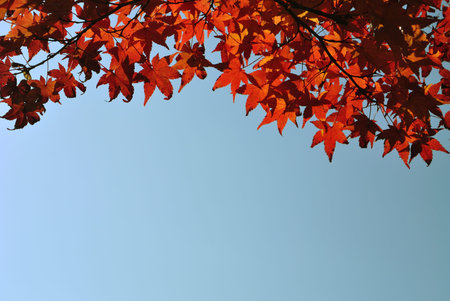 Red maple  with  blue sky background