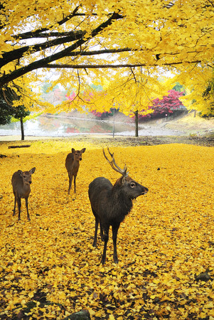 Holy Japanese deer during autumn in Todaiji Temple, Nara, Osaka, Japanの写真素材
