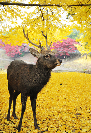 Holy Japanese deer during autumn in Todaiji Temple, Nara, Osaka, Japanの写真素材