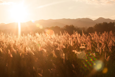Sunset with Foxtail grassの写真素材