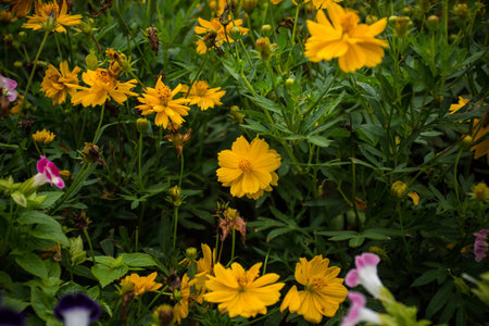 flowers in parkの写真素材