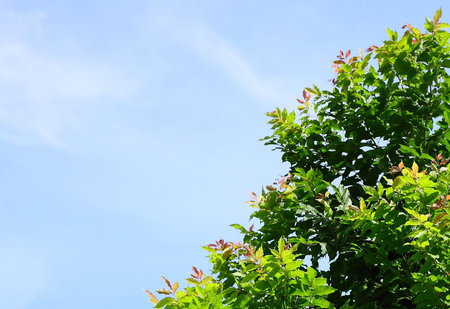 Nature Background With Leafsの写真素材