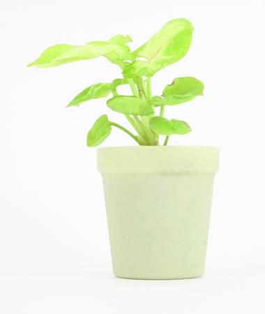 Small plant in a bioplastic potの写真素材