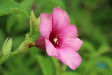 spider and pink flowerの素材