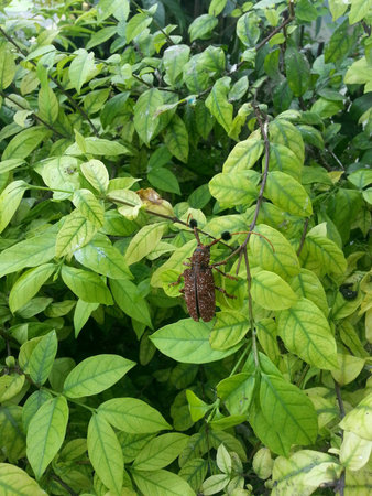 rare insect on green leaves