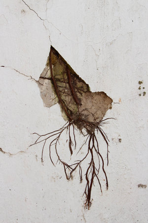 tree root on the wallの写真素材