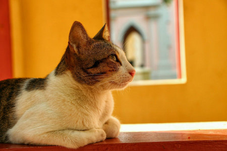 Catの素材