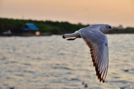 Seagull in Thailand.の写真素材