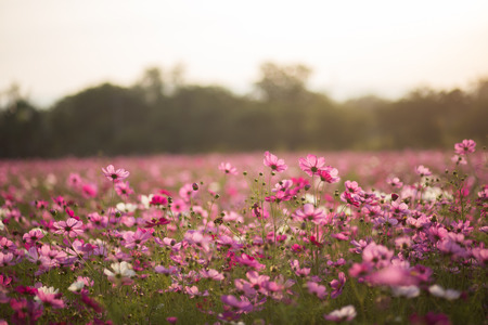 Cosmos flowerの写真素材