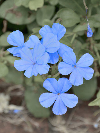 Blue flower in the garden, Thailand. (Plumbago auriculata)の写真素材