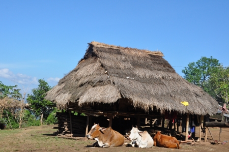 The Happy Cowの写真素材