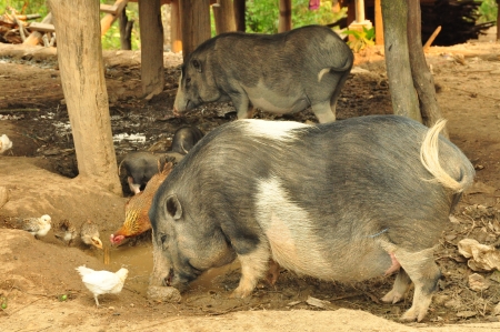 The Happy Pigの写真素材