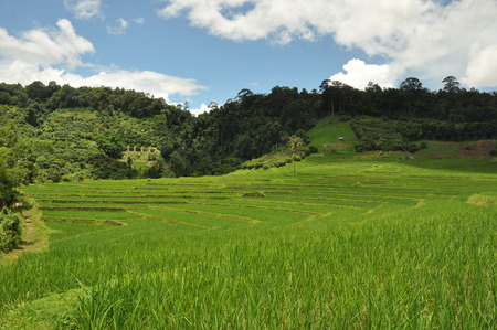 Rice fields in Thailandの写真素材