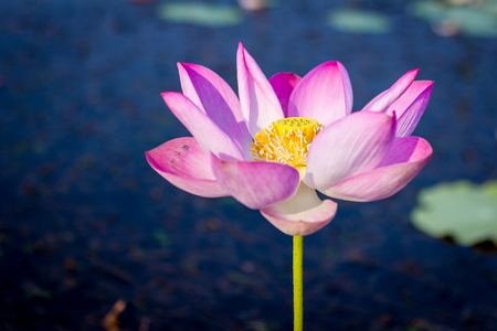 beautiful lotus flower in bloomingの写真素材