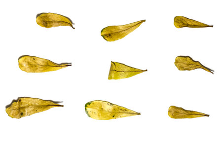 dry leaves on whiteground, isolated