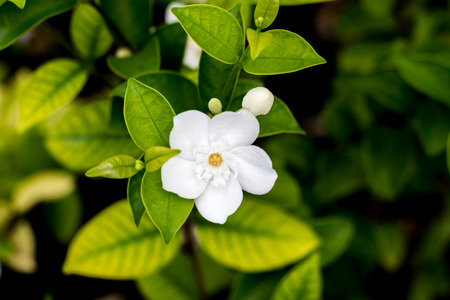 white jasmine flower is bloomingの写真素材