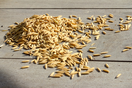 rice seed on wooden table after harvestの写真素材