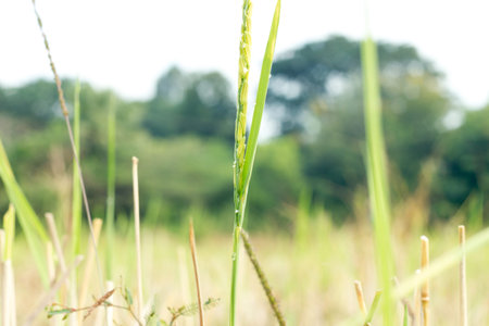 rice field after harvest in natureの写真素材