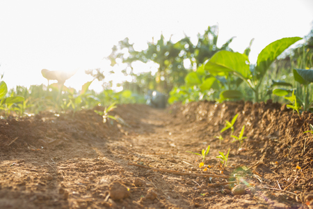 green crop in growth at vegetable gardenの写真素材