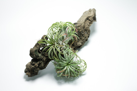 tillandsia with old wood on white backgroundの写真素材