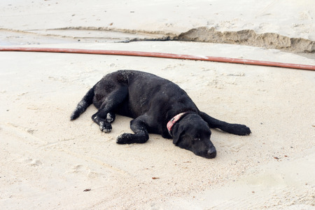vagrant dog on the beachの写真素材