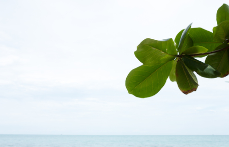 beach view under the tree at daylightの写真素材